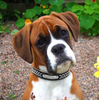 Thumbnail for Dog Heaven™ Personalized Leather Collar