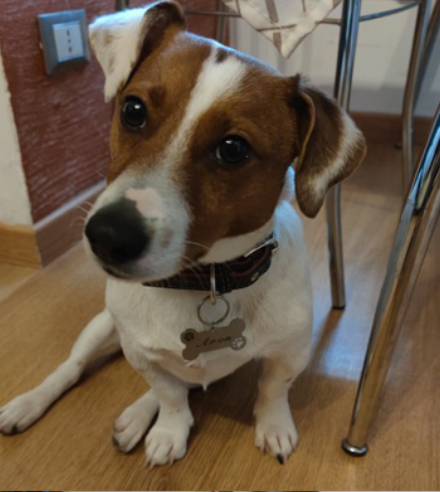 Dog Heaven™ Personalized ID Tag
