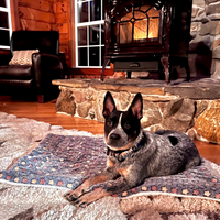Thumbnail for Dog Heaven™ Cloud Blanket