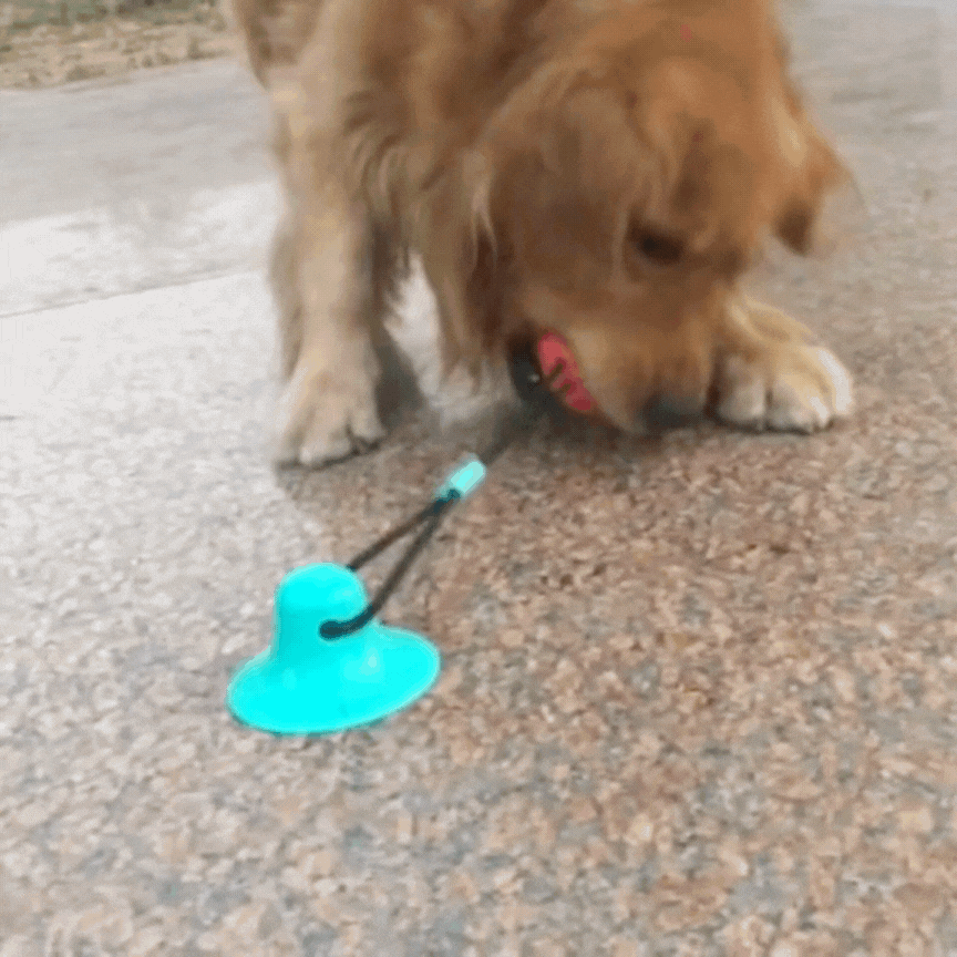 Energy Buster Interactive Dog Feeder